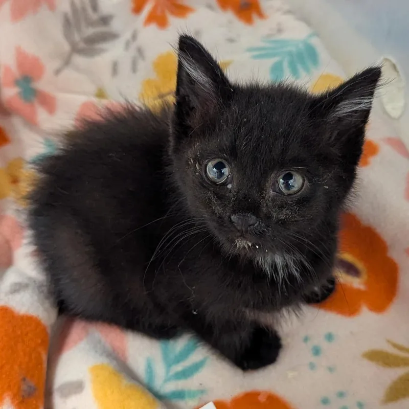 A baby small-sized male Black Domestic Short Hair cat named Pantera for adoption in Evansville, IN