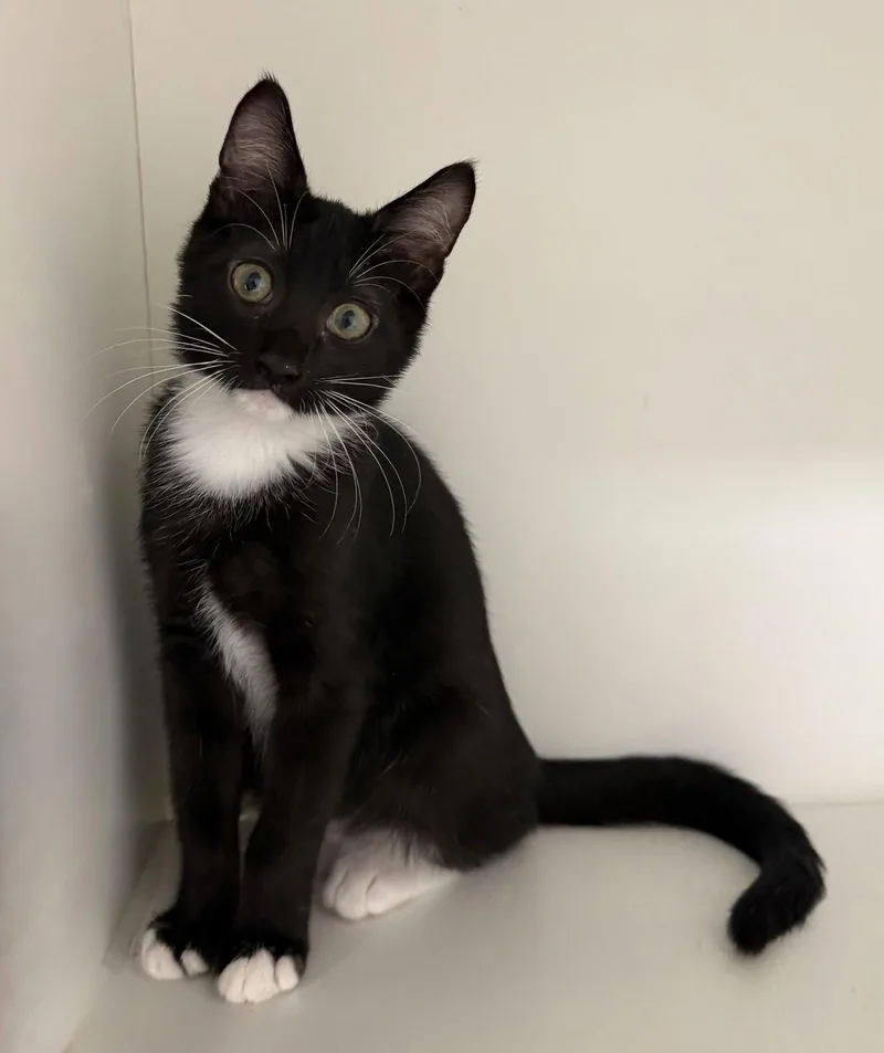 A young medium-sized male Black & White / Tuxedo Domestic Short Hair cat named Fuddle Wuddle for adoption in Satellite Beach, FL