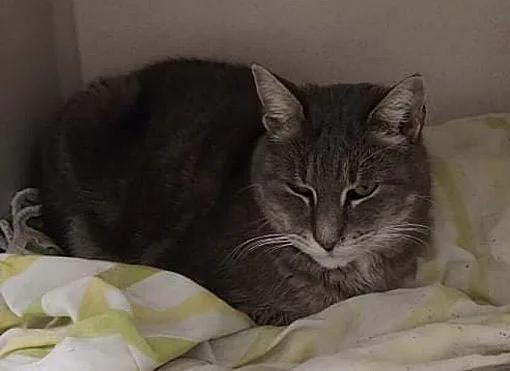 Braveheart thumbnail 2