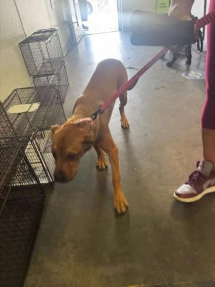 A young large-sized female Pit Bull Terrier dog named Shiba for adoption in Los Angeles, CA
