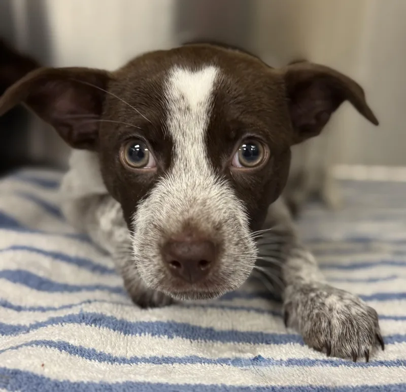 Espresso thumbnail 2