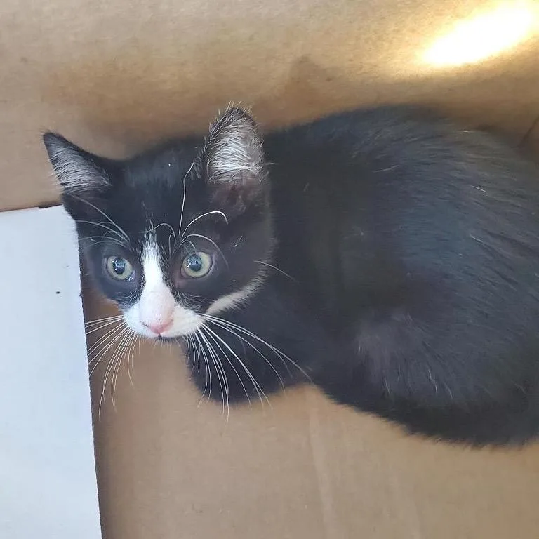 A baby small-sized male Black Domestic Short Hair cat named Rhys for adoption in Los Angeles, CA