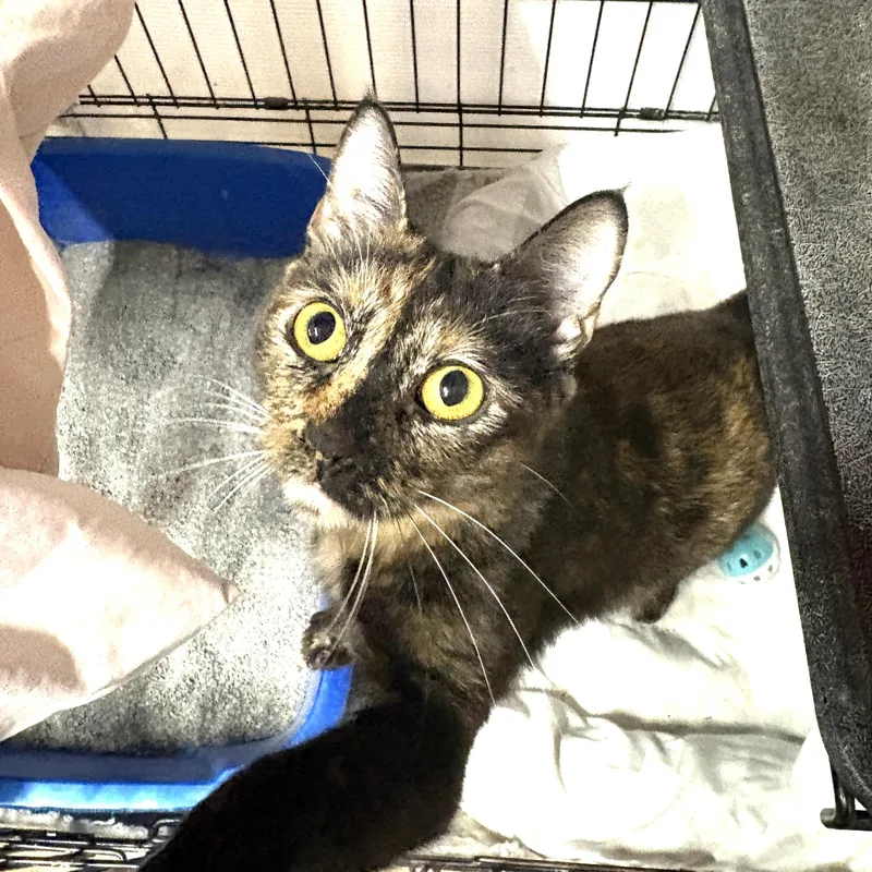 Dr. Peanut thumbnail 2