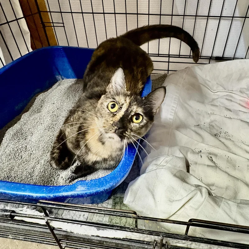 Dr. Peanut thumbnail 3