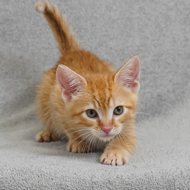 A baby small-sized male Orange / Red Domestic Short Hair cat named Jameson for adoption in Sunnyvale, CA