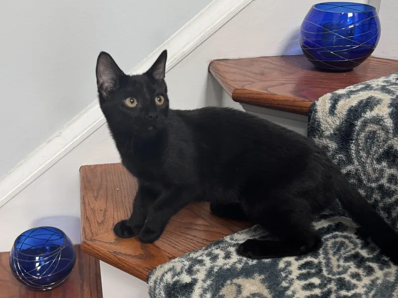 A young small-sized female Domestic Short Hair cat named Violin for adoption in Bethel Park, PA