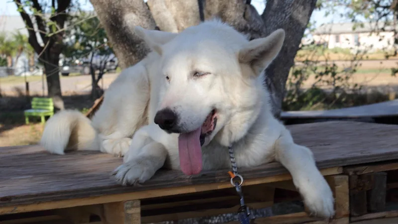 A young large-sized male White / Cream Alaskan Malamute dog named Max for adoption in MISSION, TX