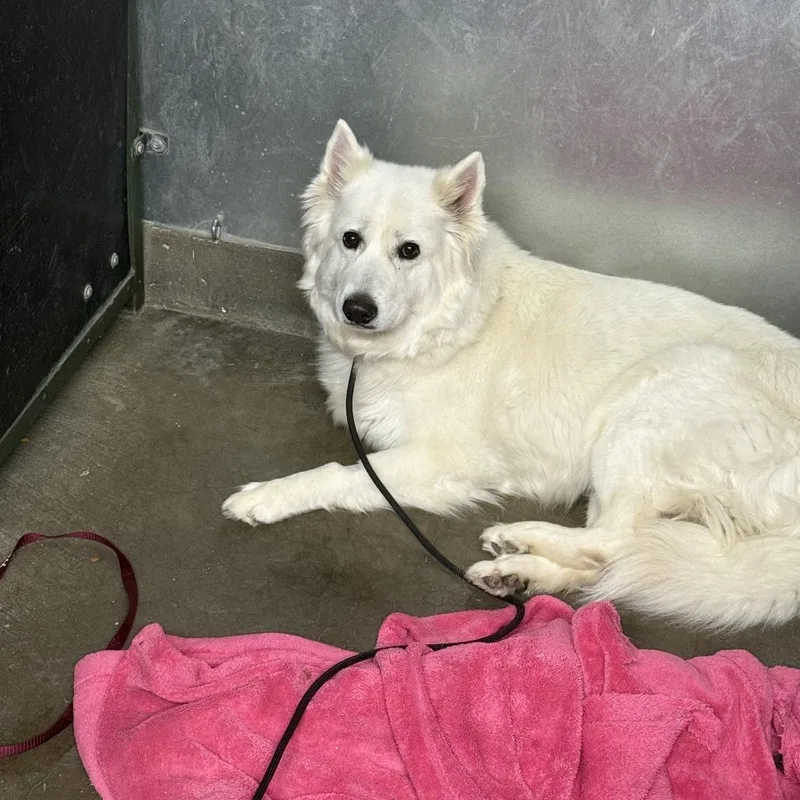 An adult medium-sized female White / Cream Samoyed dog named Snow for adoption in Carlin, NV