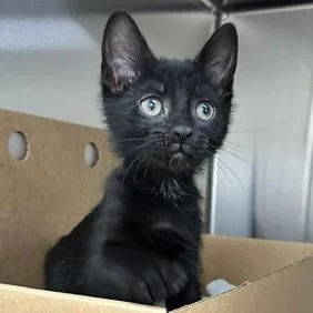 A baby small-sized male Black Domestic Short Hair cat named Dragonfly for adoption in Novelty, OH