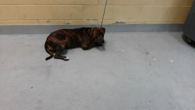 A young large-sized male Boxer dog named Ribeye for adoption in Tulsa, OK