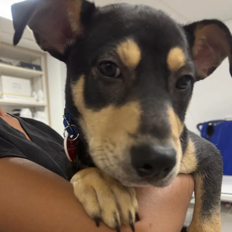 A baby small-sized male Black Pit Bull Terrier dog named Bon Bon A for adoption in Middletown, NY