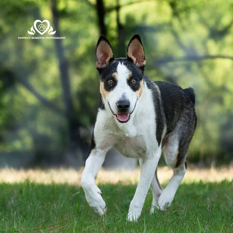 A young medium-sized male Tricolor (Brown, Black, & White) Australian Shepherd dog named Brain for adoption in Tomball, TX