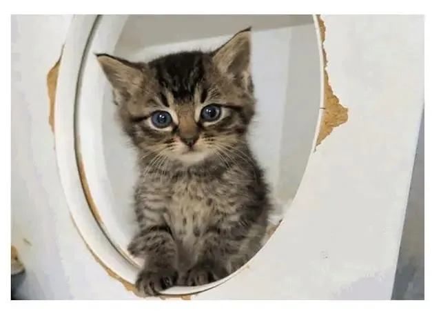 A baby small-sized female Tabby (Brown / Chocolate) Domestic Short Hair cat named Guac for adoption in Tulsa, OK