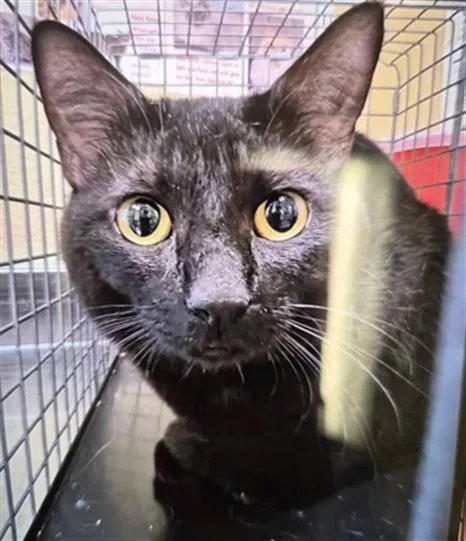 A young small-sized male Domestic Short Hair cat named Zoro for adoption in Fort Myers, FL