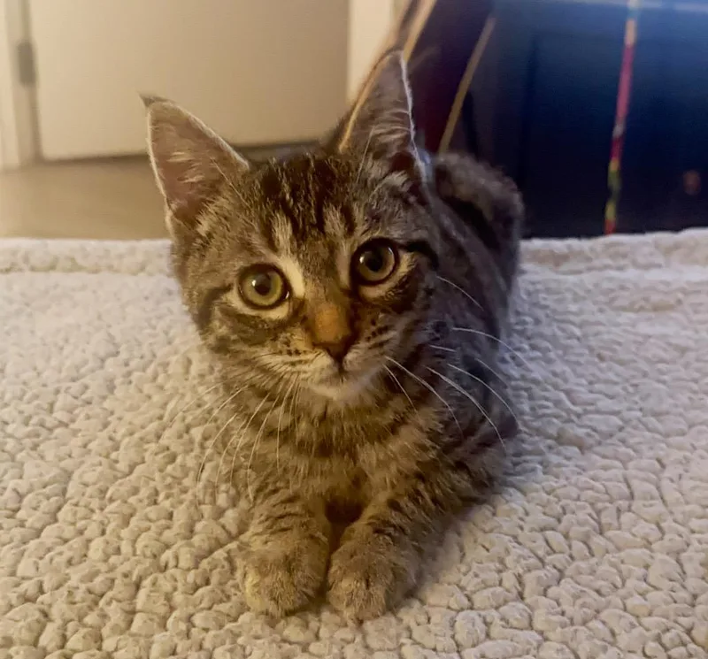 A baby medium-sized male Domestic Short Hair cat named Kyle for adoption in New York, NY