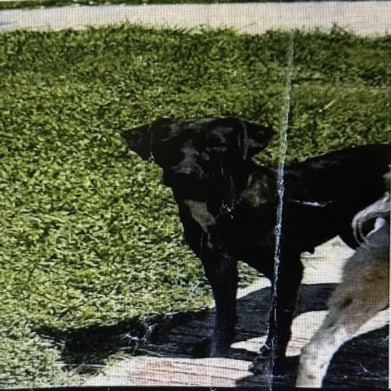 A young medium-sized female Black Labrador Retriever dog named Tina for adoption in Hagerstown, MD