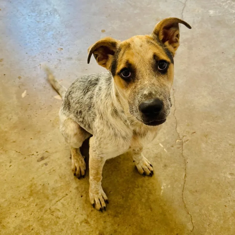 A young medium-sized female White / Cream Australian Cattle Dog / Blue Heeler dog named Kenya for adoption in Brownsboro, AL