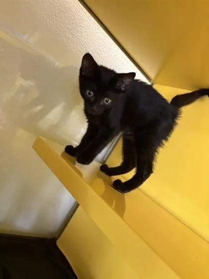 A baby small-sized female Black Domestic Short Hair cat named Billie Eilish for adoption in El Paso, TX