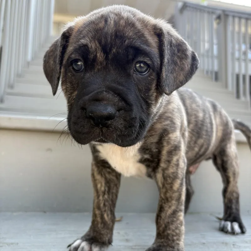 A baby medium-sized male Mixed Breed dog named Chip for adoption in Freeport, FL