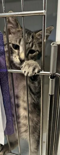A young small-sized male Tabby (Brown / Chocolate) Domestic Short Hair cat named Teddy for adoption in Margate, FL