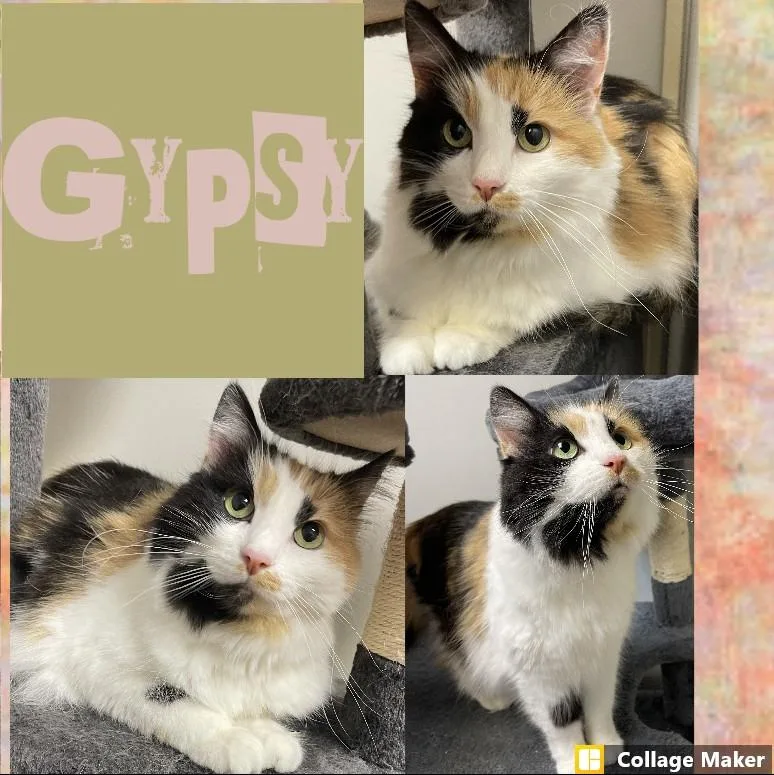 An adult medium-sized female Domestic Medium Hair cat named Gypsy for adoption in Clearfield, PA