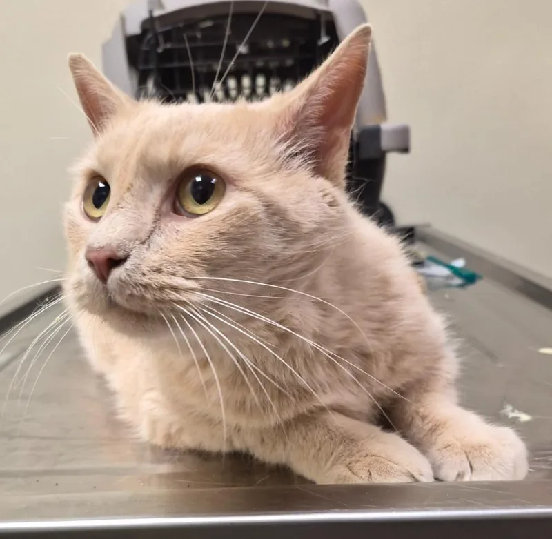 An adult medium-sized male Domestic Short Hair cat named Azlan Garfield for adoption in Christiansburg, VA