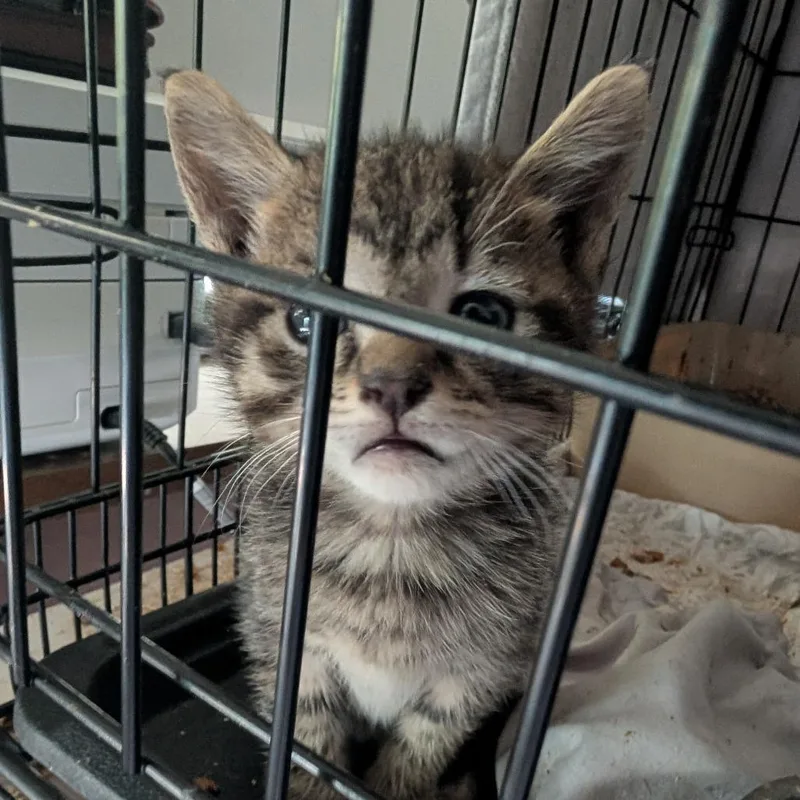 A baby small-sized male Brown / Chocolate Domestic Short Hair cat named Honor for adoption in Bel Air, MD