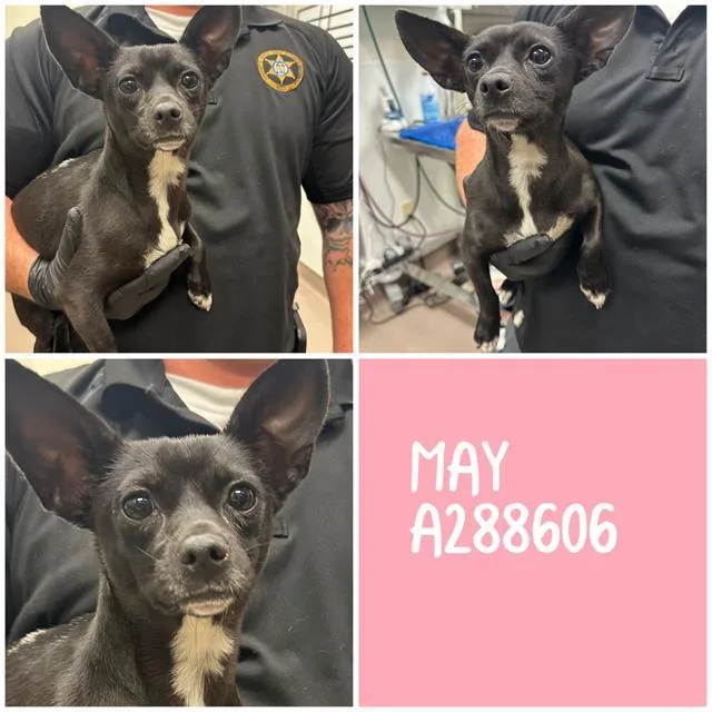 A young small-sized female Chihuahua dog named May for adoption in Macon, GA