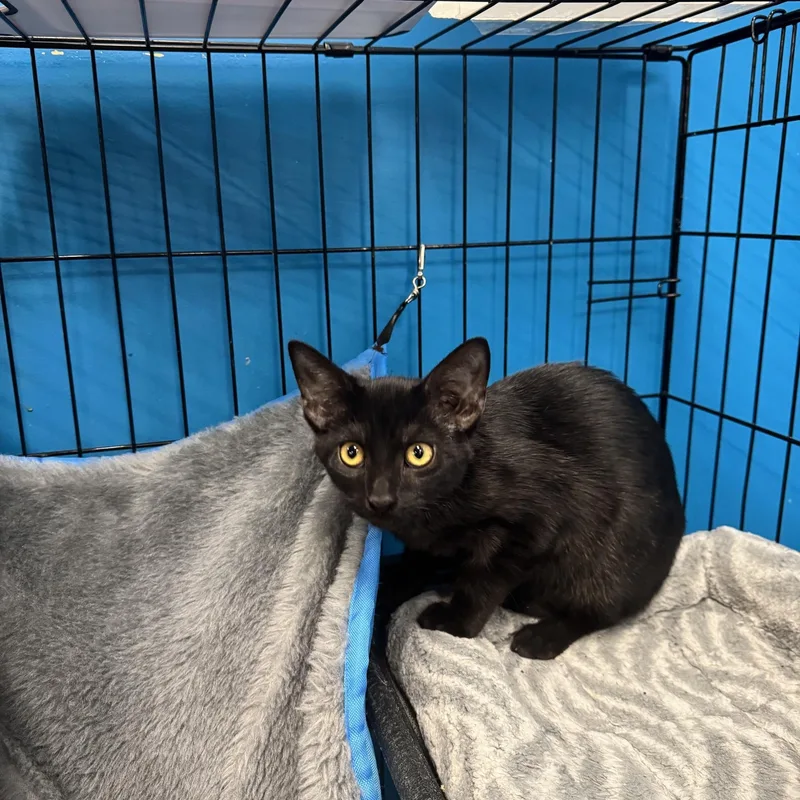 A young medium-sized male Black Domestic Short Hair cat named Sampson for adoption in Louisville, KY