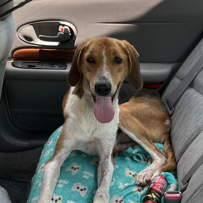 An adult medium-sized male Brown / Chocolate American Foxhound dog named Outkast for adoption in Greensboro, NC