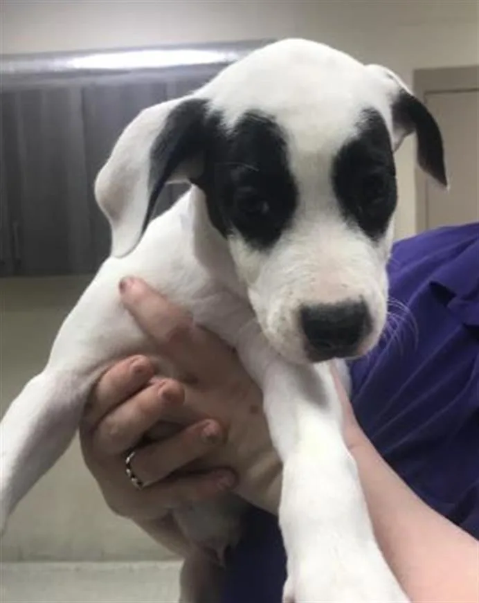 A baby small-sized female Labrador Retriever dog named Noble for adoption in Conroe, TX