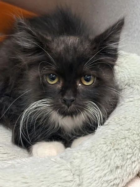 A baby medium-sized female Domestic Short Hair cat named Whiskey for adoption in Napa, CA