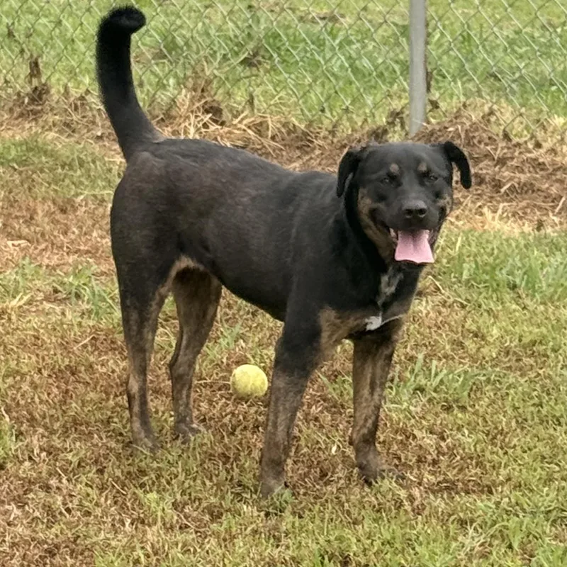 A young medium-sized female Rottweiler dog named Brandy Barklin for adoption in McKenzie, TN