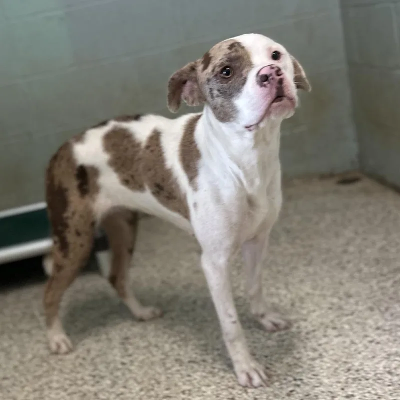 An adult medium-sized female White / Cream Mixed Breed dog named Squishy Butt Aka Harley for adoption in LOXAHATCHEE, FL