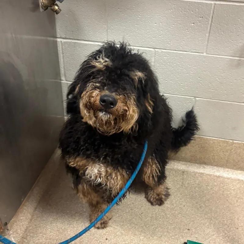 A young large-sized male Black Poodle dog named Aldo for adoption in Bristol, IN