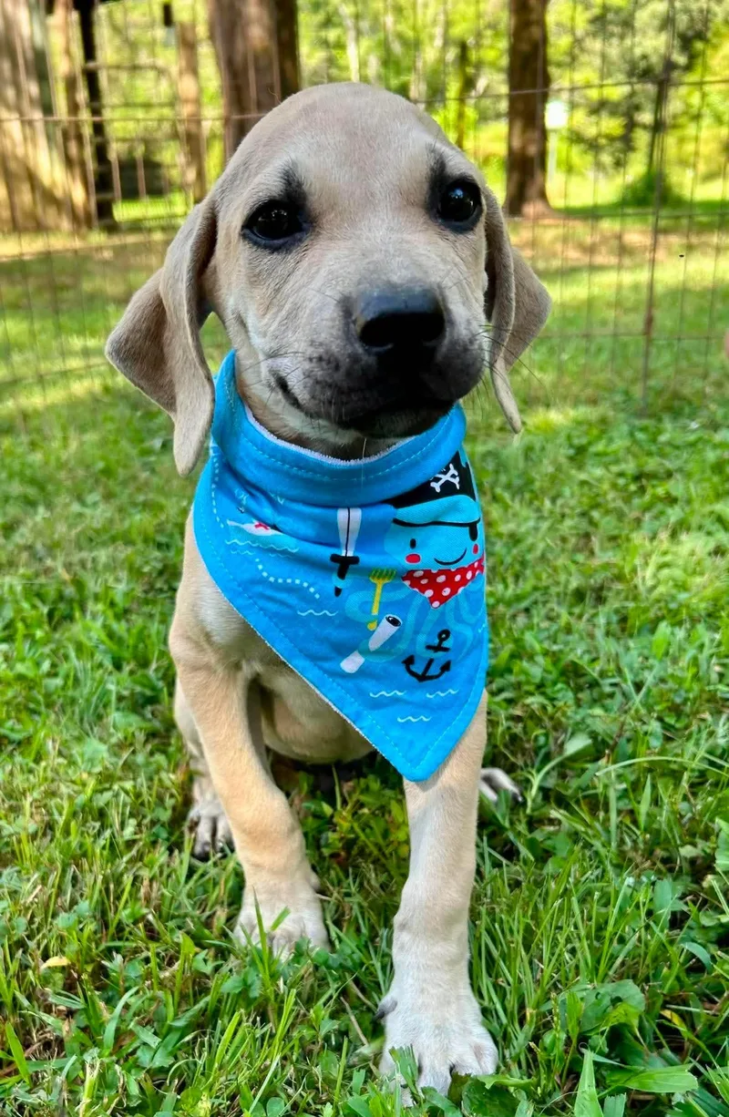 A baby medium-sized male Yellow / Tan / Blond / Fawn Labrador Retriever dog named Andy for adoption in Watertown, CT
