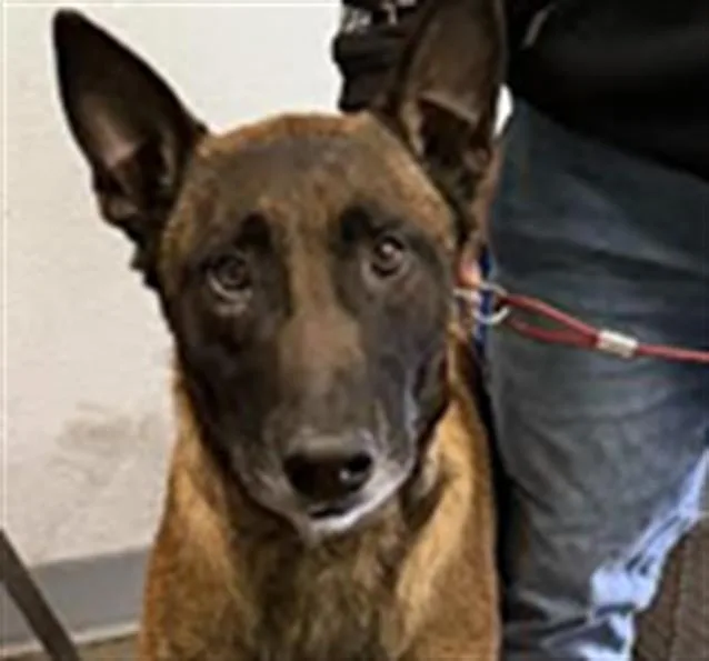 An adult large-sized male Belgian Shepherd / Malinois dog named Sammy for adoption in Los Angeles, CA