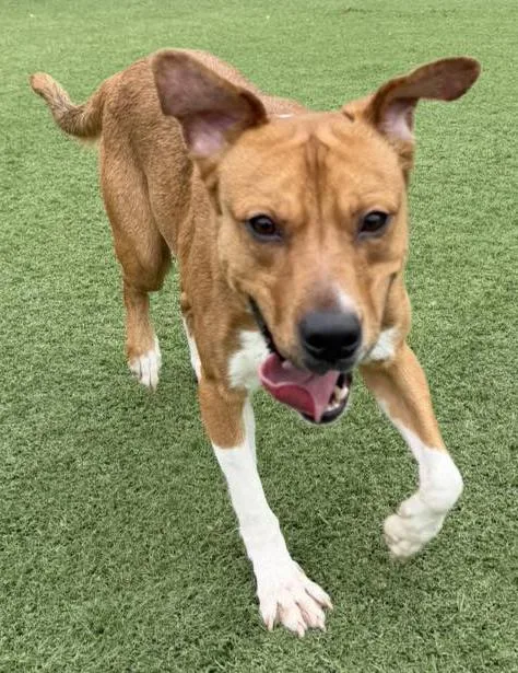 An adult medium-sized male Yellow / Tan / Blond / Fawn Terrier dog named Nash for adoption in Carrollton, TX