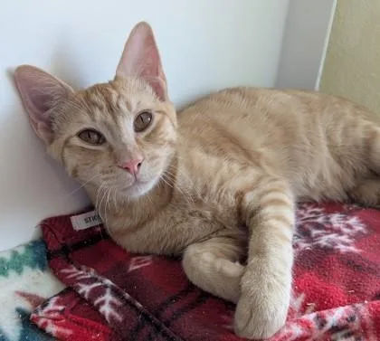 A baby small-sized male Domestic Short Hair cat named Jack for adoption in Divide, CO