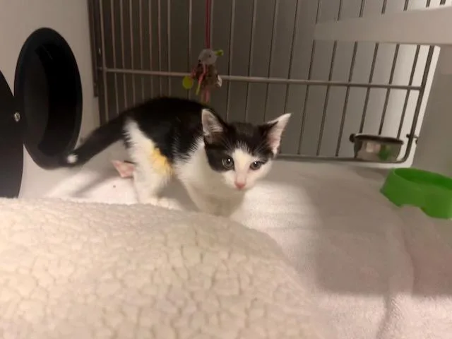 A baby small-sized female Domestic Long Hair cat named Tillie for adoption in San Martin, CA