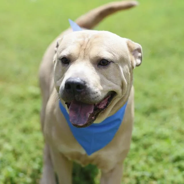 An adult large-sized male American Staffordshire Terrier dog named Max for adoption in San Antonio, TX