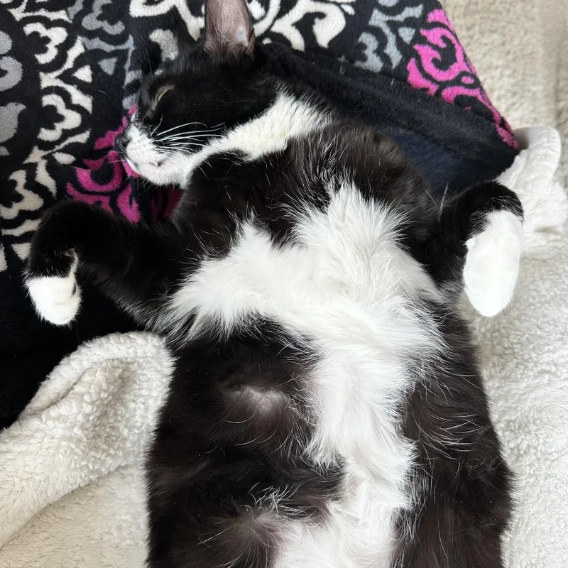 A senior large-sized male Black Domestic Short Hair cat named Pepper for adoption in Middle Village, NY