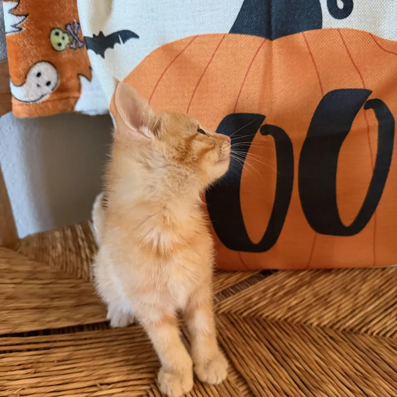 A baby medium-sized male Tabby (Orange / Red) Tabby cat named Outburst for adoption in Pasco, WA