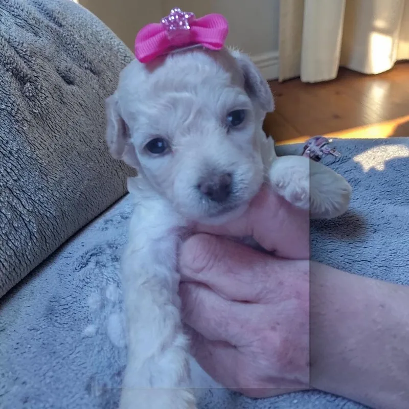 Cleo thumbnail 5