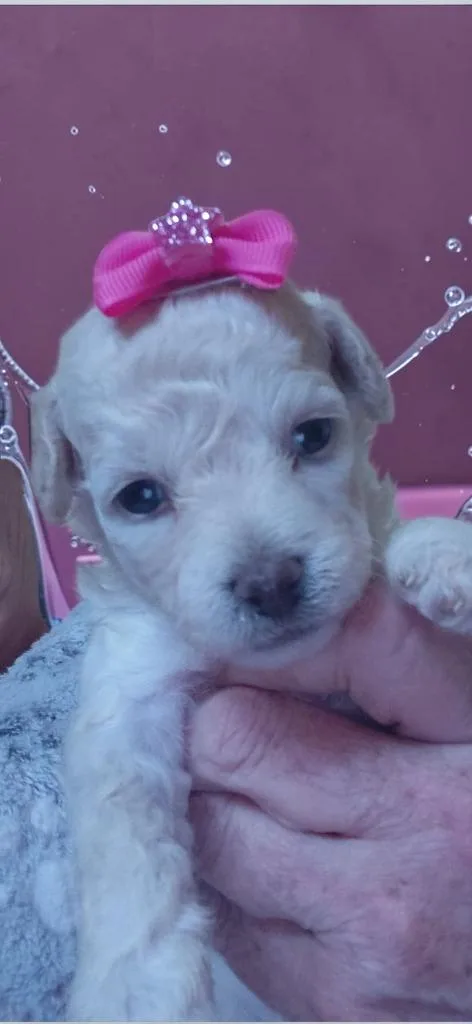 Cleo thumbnail 6