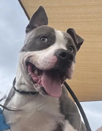 A senior large-sized male Mixed Breed dog named Nico for adoption in Chamblee, GA
