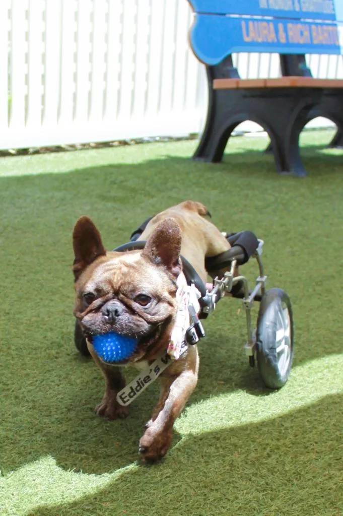 Caboose special needs thumbnail 2