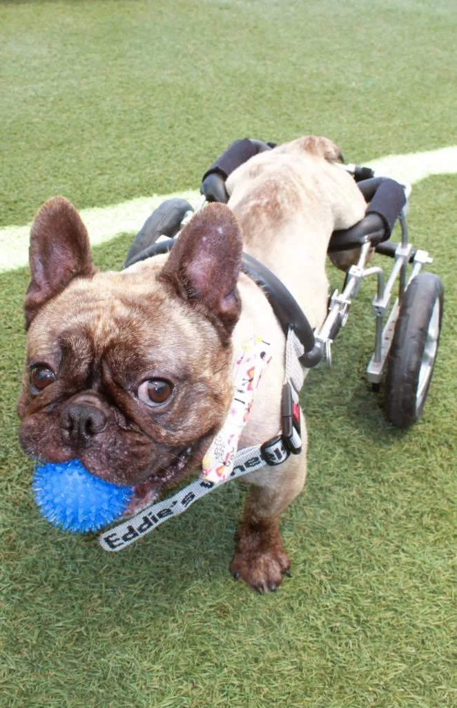 Caboose special needs thumbnail 3