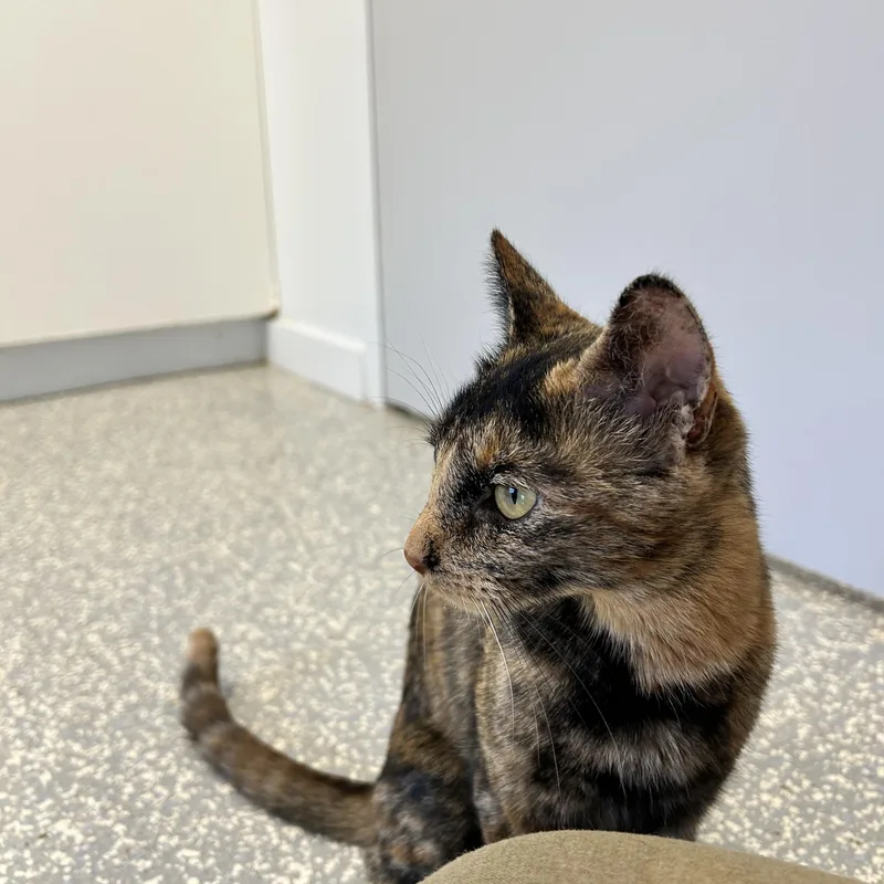 A young medium-sized female Calico Domestic Short Hair cat named Nova for adoption in North Haven, CT