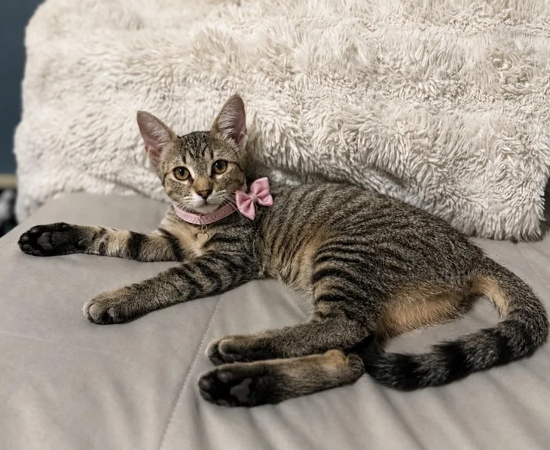 A young medium-sized female Tabby (Gray / Blue / Silver) Domestic Short Hair cat named Poppy for adoption in Cypress, TX